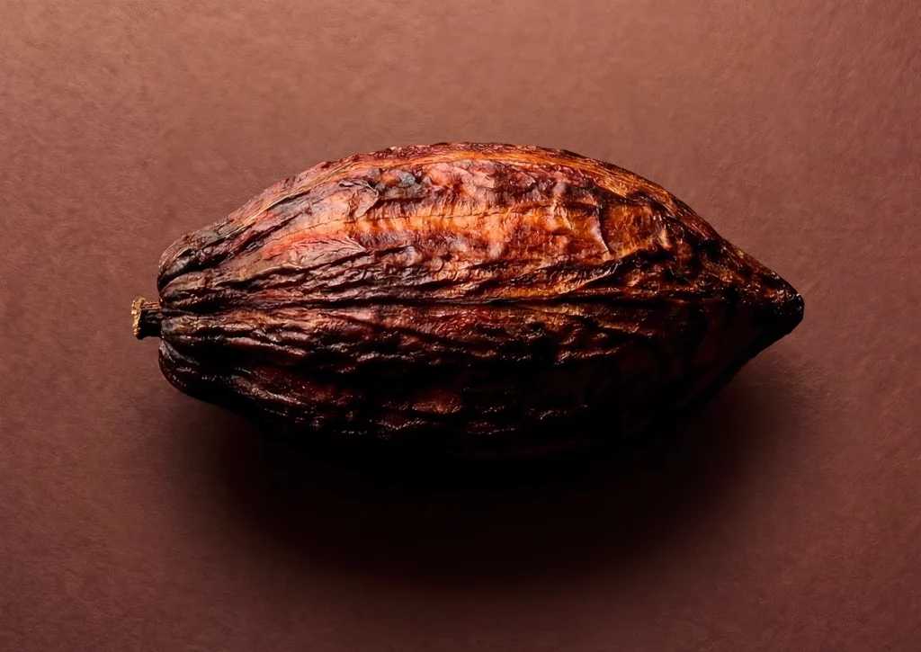 fève de cacao d'équateur pour tablette de chocolat noir